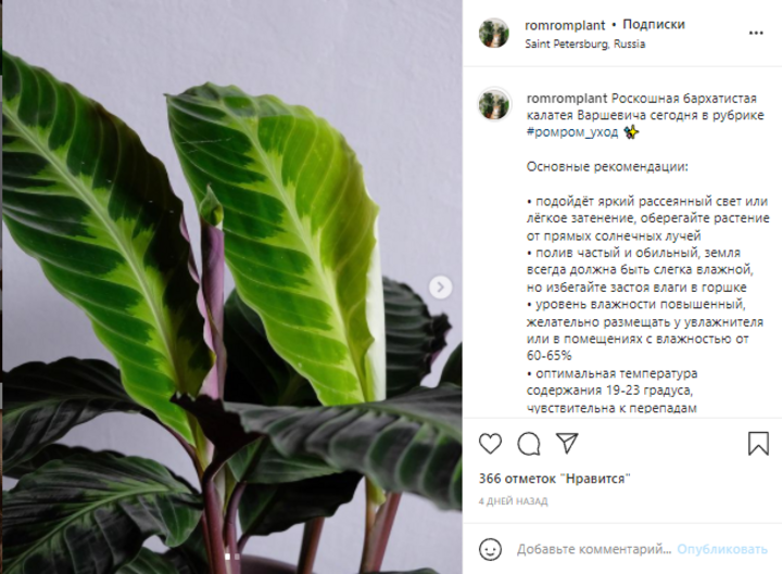 Рабочий Инстаграм: как ведут аккаунты продавцы комнатных растений, фото 18