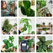 Рабочий Инстаграм: как ведут аккаунты продавцы комнатных растений, фото 28