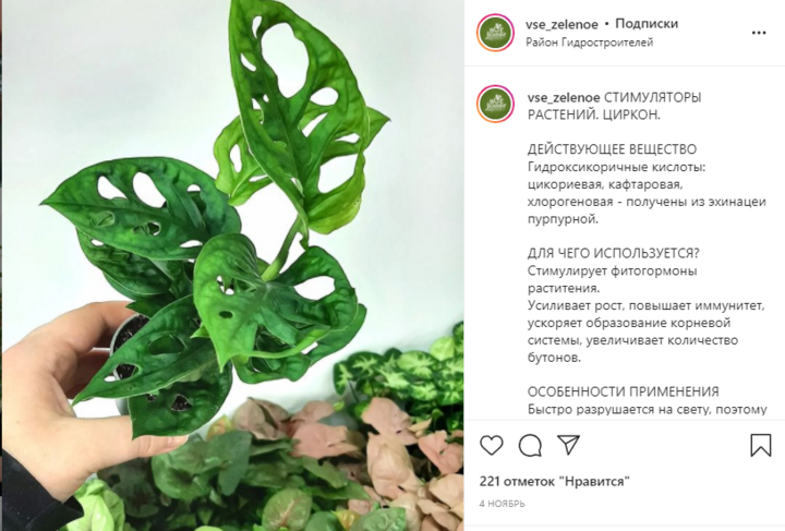 Рабочий Инстаграм: как ведут аккаунты продавцы комнатных растений, фото 30