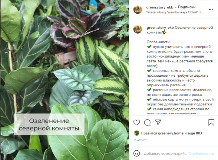 Рабочий Инстаграм: как ведут аккаунты продавцы комнатных растений, фото 10