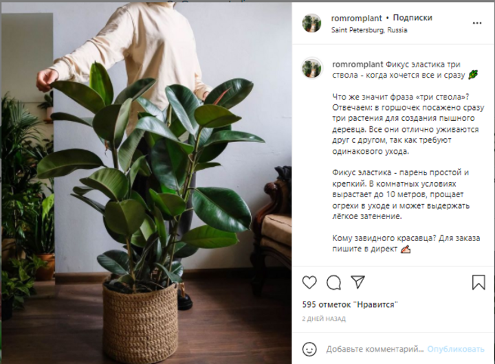 Рабочий Инстаграм: как ведут аккаунты продавцы комнатных растений, фото 19