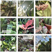 Рабочий Инстаграм: как ведут аккаунты продавцы комнатных растений, фото 8