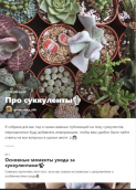 Рабочий Инстаграм: как ведут аккаунты продавцы комнатных растений, фото 9
