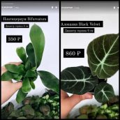 Рабочий Инстаграм: как ведут аккаунты продавцы комнатных растений, фото 25