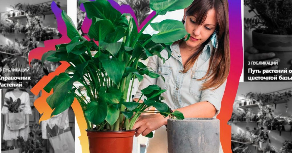 Рабочий Инстаграм: как ведут аккаунты продавцы комнатных растений