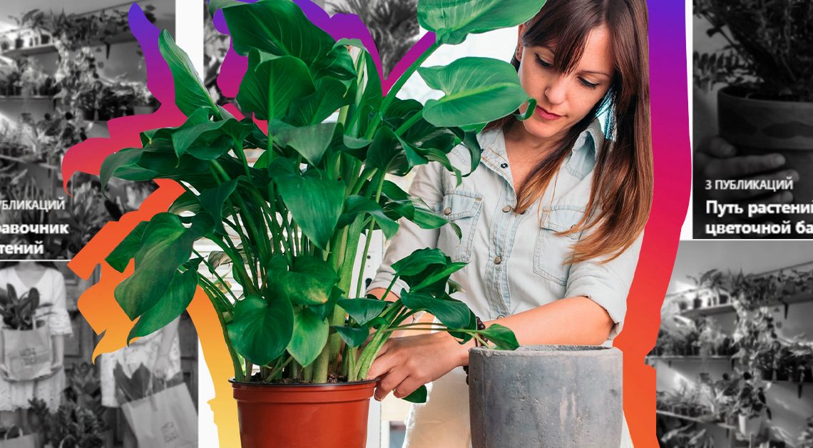 Рабочий Инстаграм: как ведут аккаунты продавцы комнатных растений